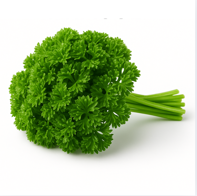 Frische Petersilie direkt aus der Gärtnerei