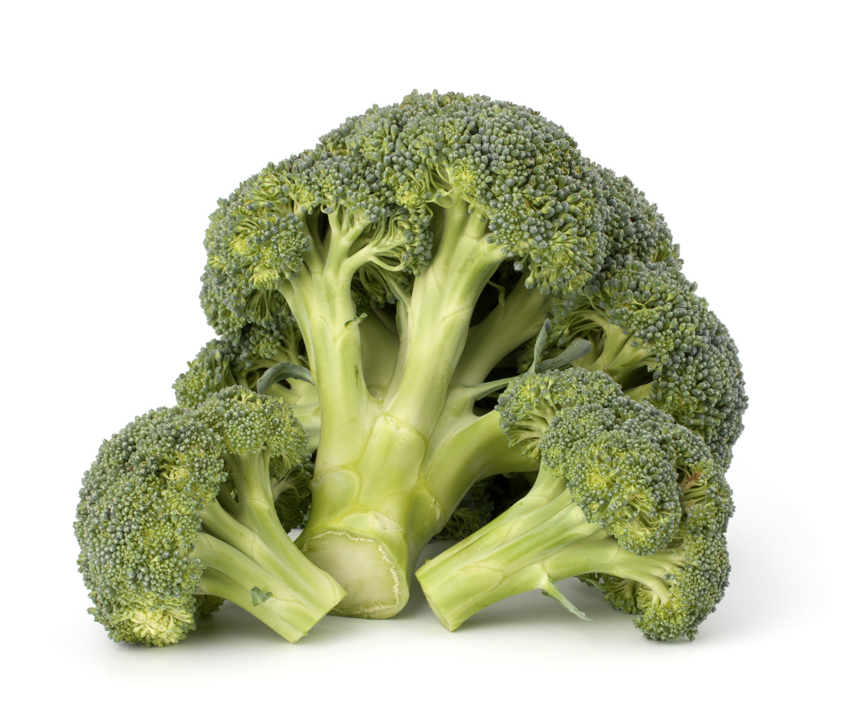 Brokkoli grün frisch