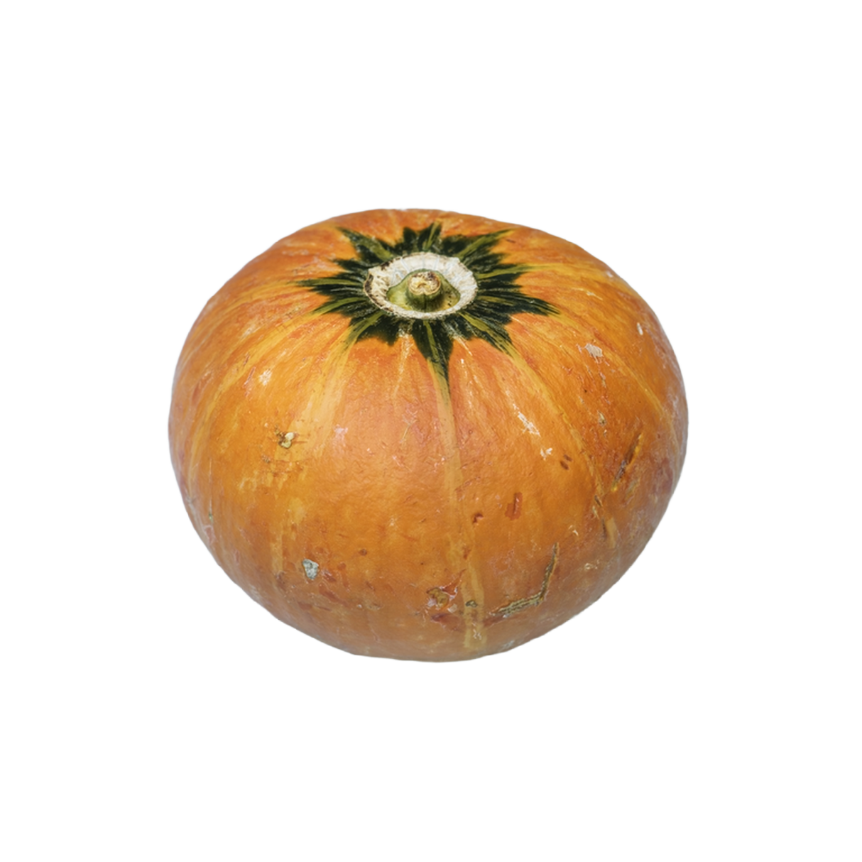 Bio Kürbis Hokkaido