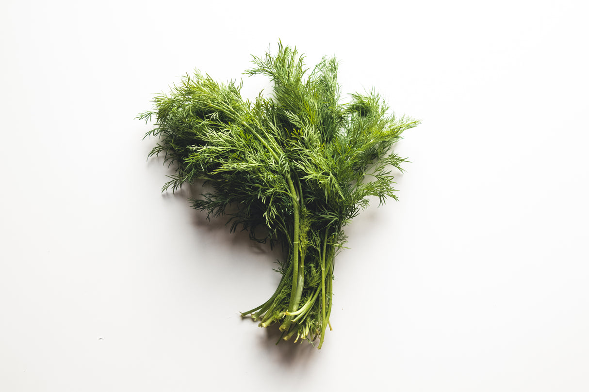Dill frisch grün