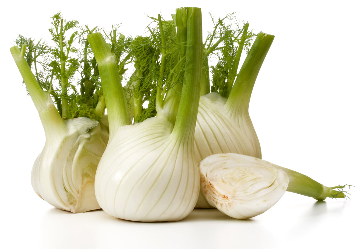 Frische Fenchelknolle