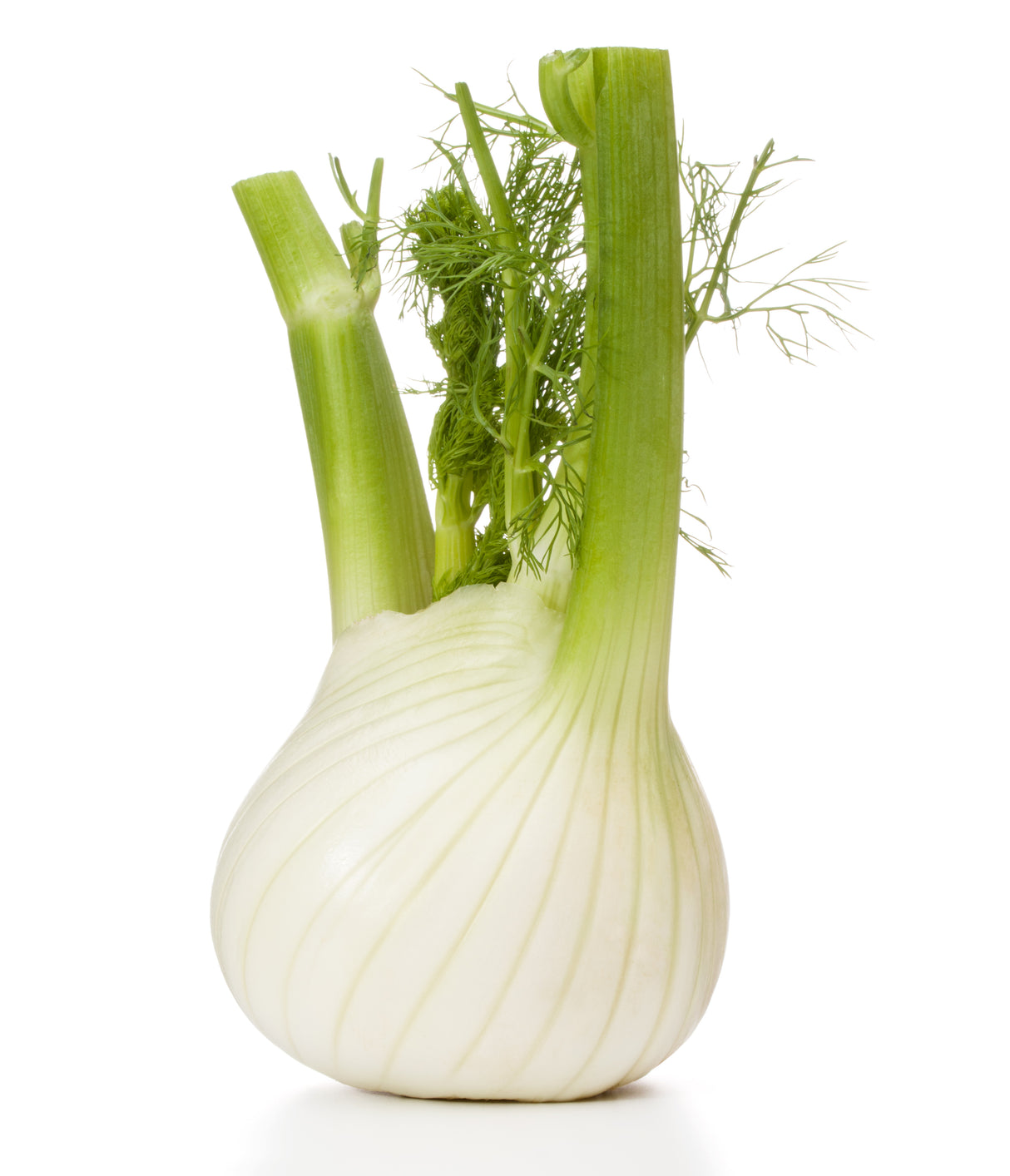 Fenchel ganz