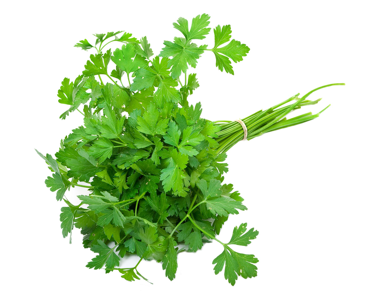 Petersilie glatt Bund