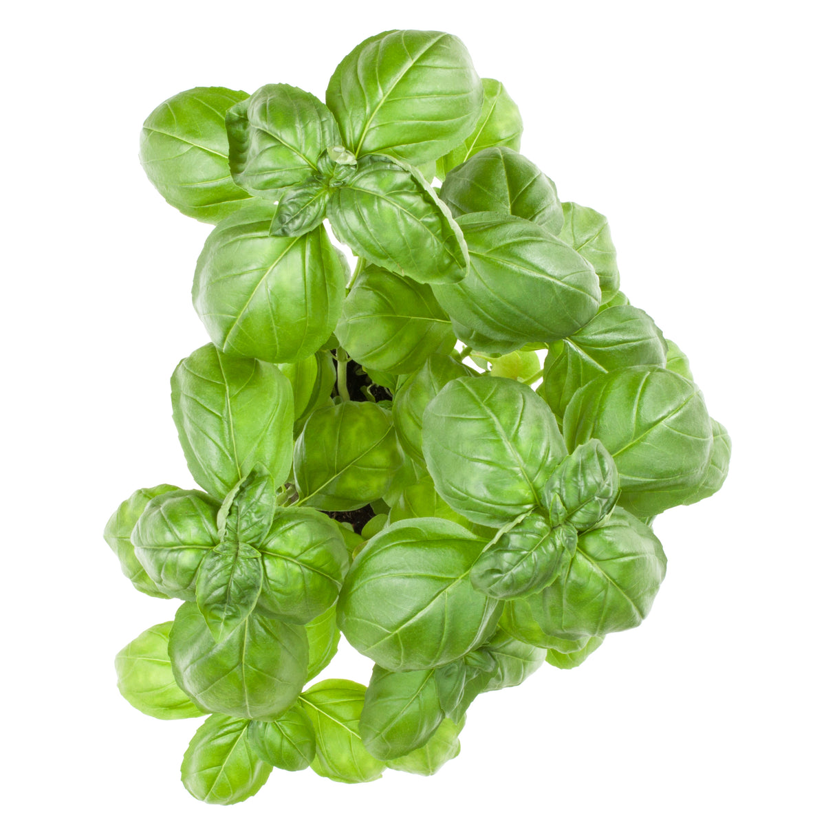 Frischer Basilikum im Topf