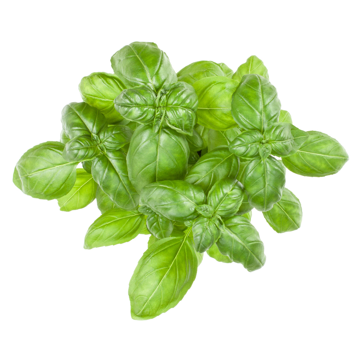 Basilikum
