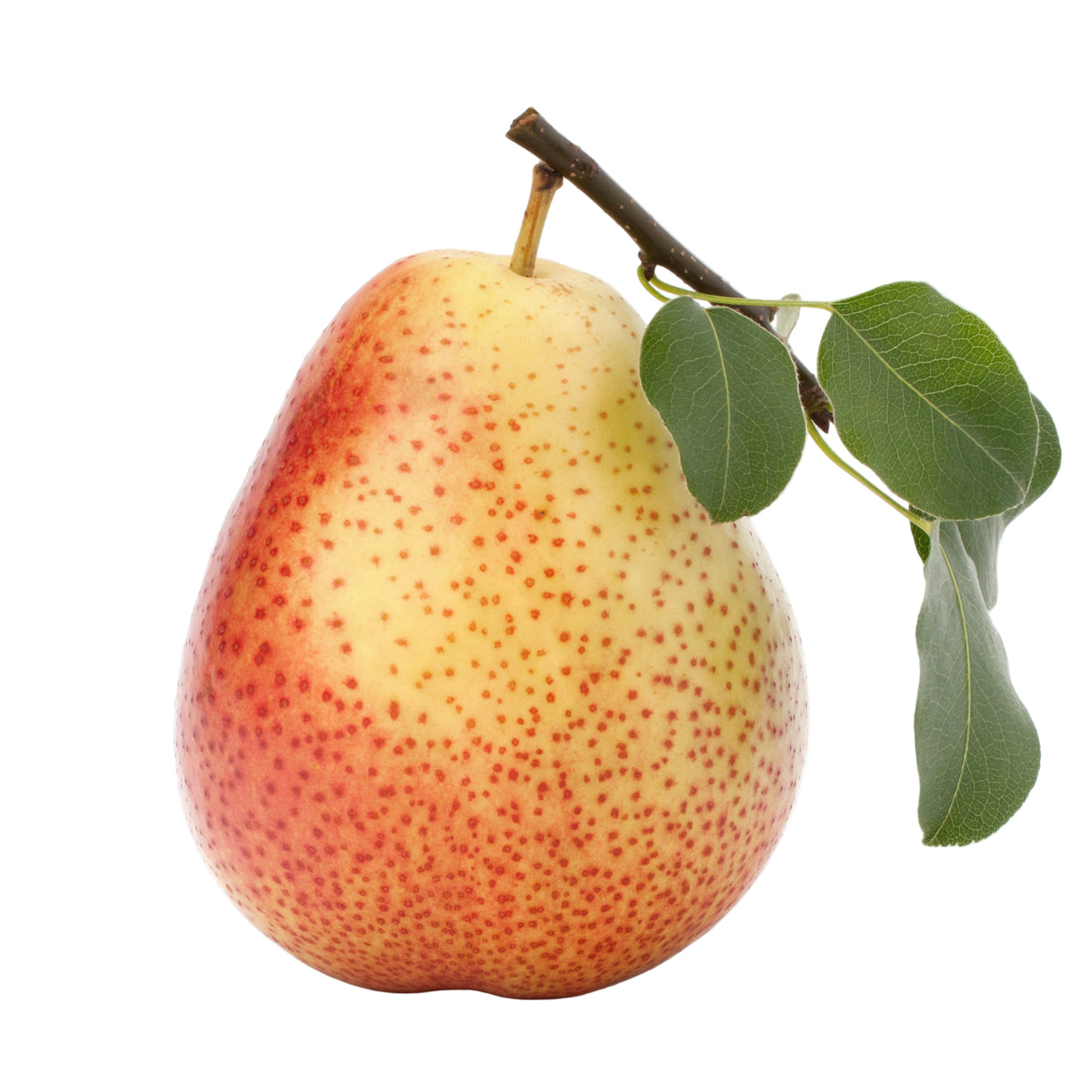 Birne Forelle rot gepunktet