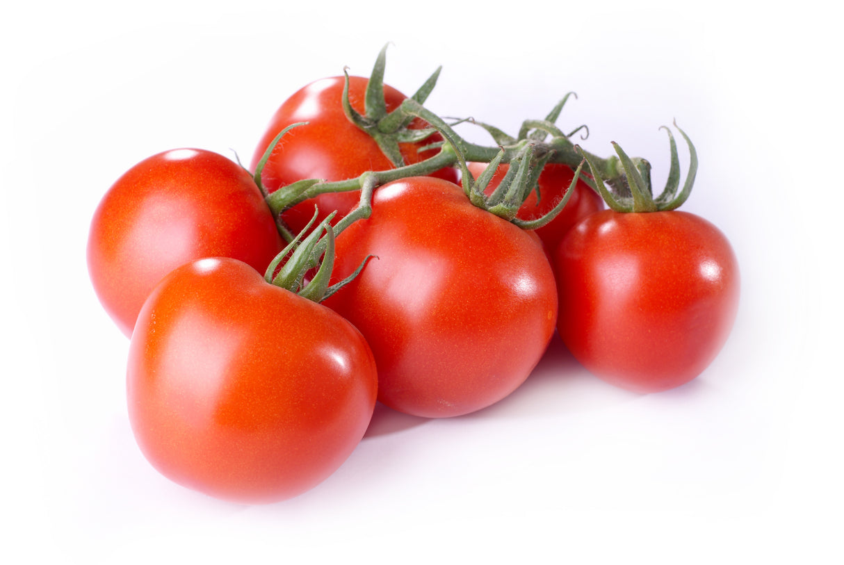 Tomatenstrauch