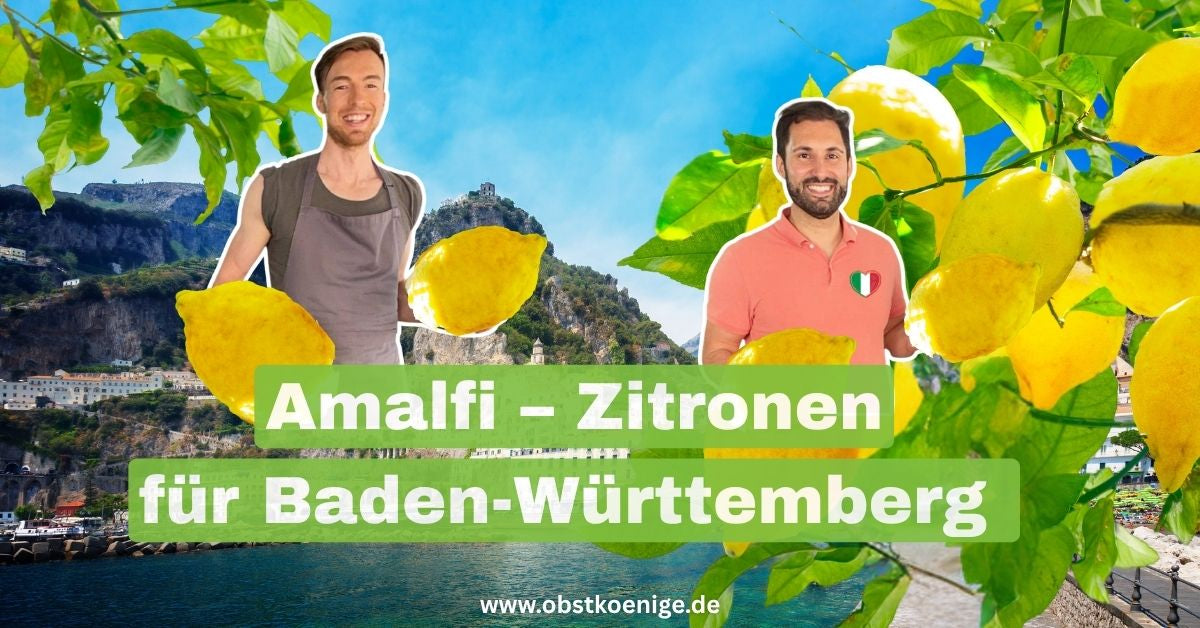 Amalfi-Zitronen Baden-Württemberg – unbehandelte Zitronen