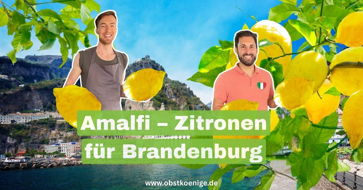 Amalfi-Zitronen für Brandenburg – unbehandelte Zitronen