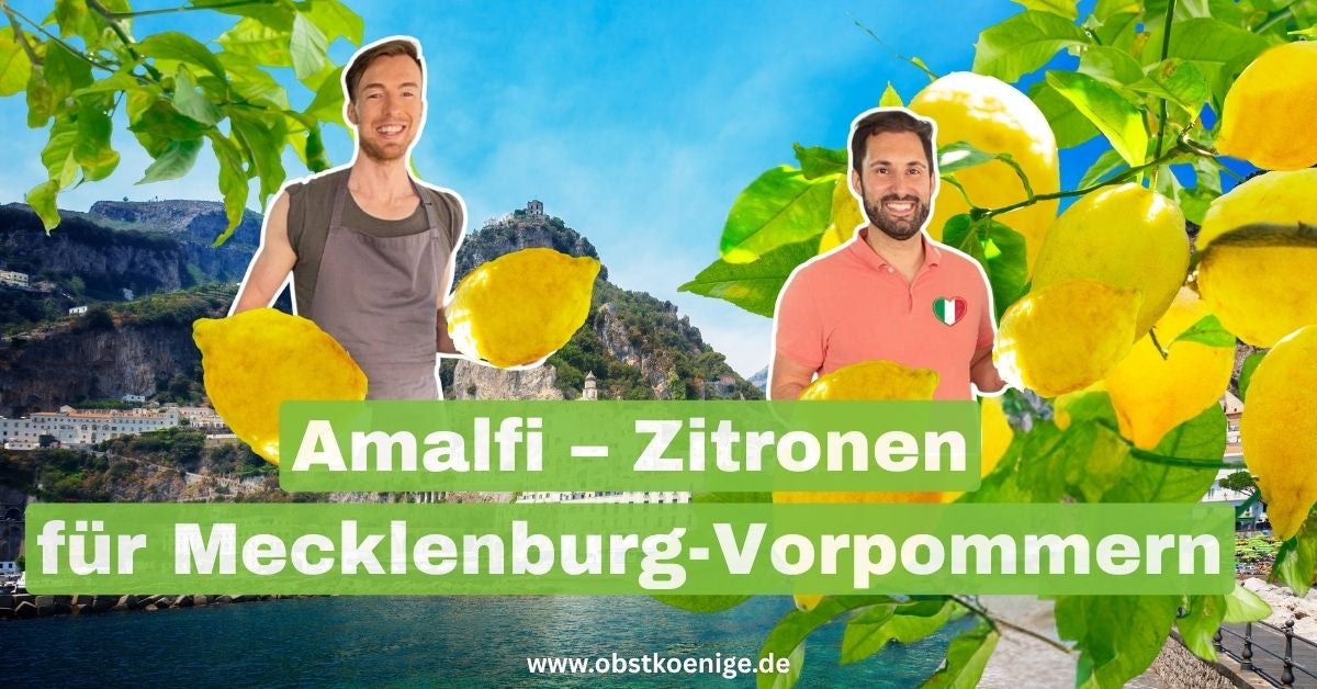 Amalfi-Zitronen für Mecklenburg-Vorpommern – unbehandelte Zitronen