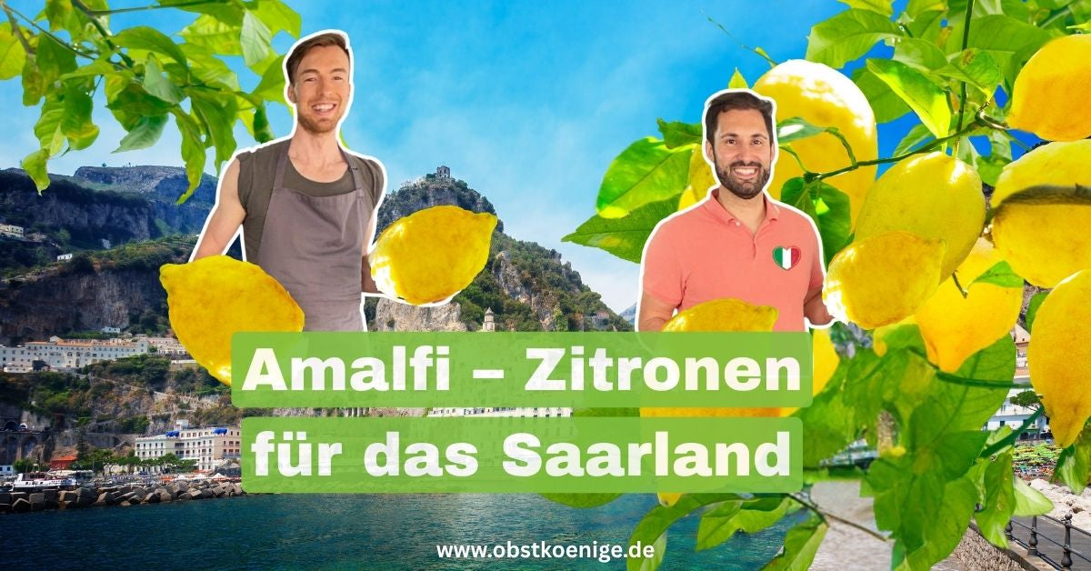 Amalfi-Zitronen für das Saarland – unbehandelte Zitronen