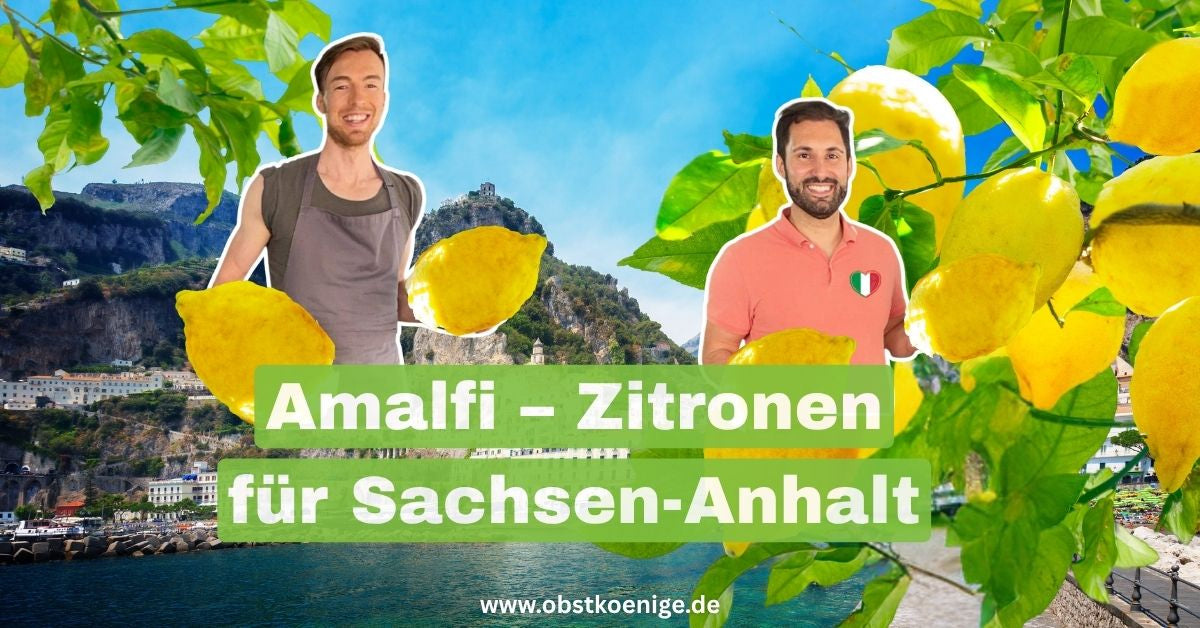 Amalfi-Zitronen für Sachsen-Anhalt – unbehandelte Zitronen