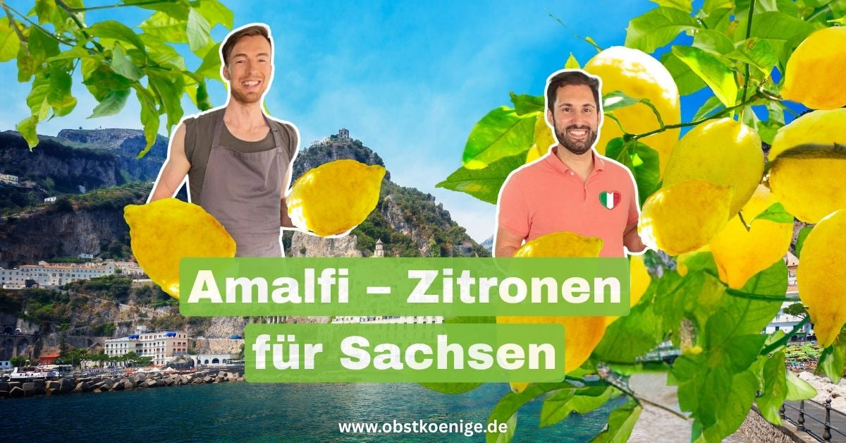 Amalfi-Zitronen für Sachsen – unbehandelte Zitronen