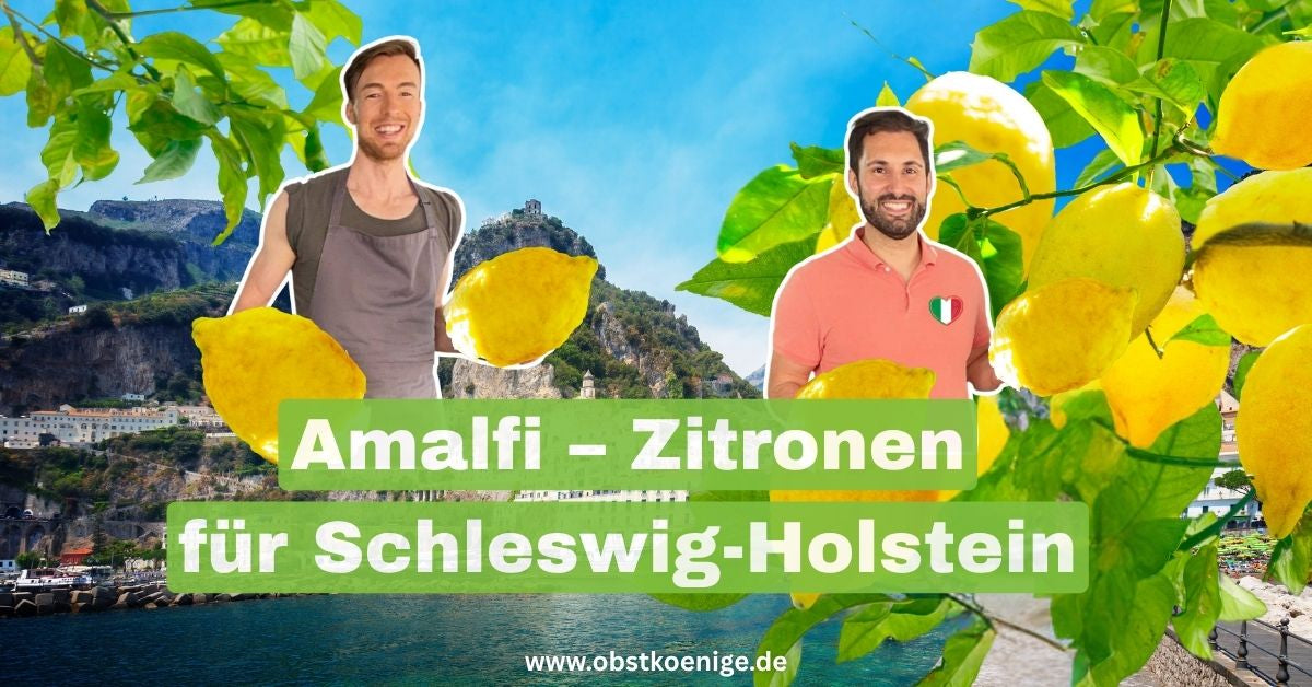 Amalfi-Zitronen für Schleswig-Holstein – unbehandelte Zitronen