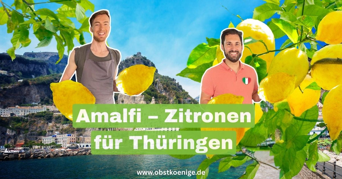 Amalfi-Zitronen für Thüringen – unbehandelte Zitronen 
