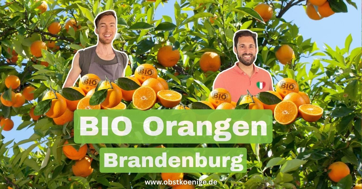 Bio-Orangen Brandenburg – frische Bio Orangen bestellen