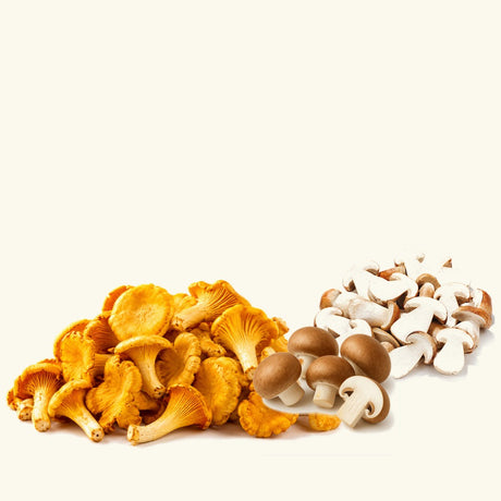 Pilze – Pfifferlinge, Champignons und Steinpilze