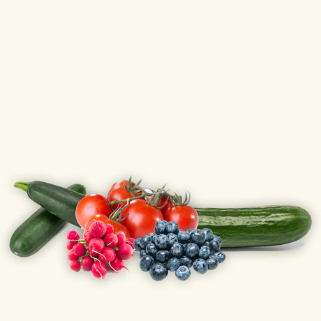 Saisonal und regional – Zucchini, Rispentomaten, Gurke, Radieschen und Heidelbeeren