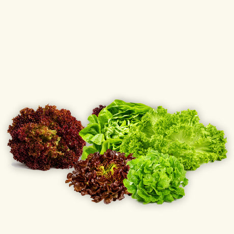 Frische Salate – Lollo Rosso, Lollo Bionda, Kopfsalat und Eichblatt