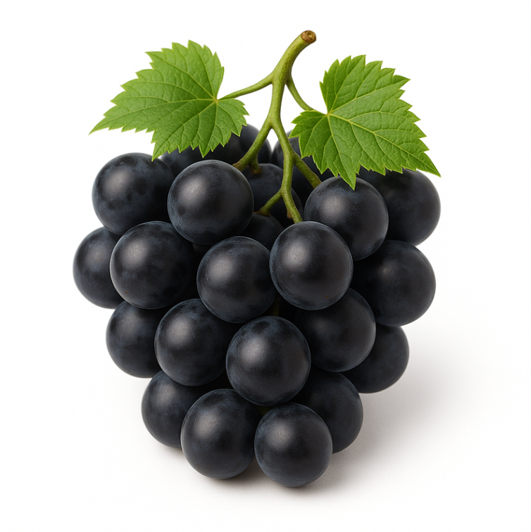 Trauben dunkel kernlos