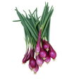 Zwiebel Tropea frisch