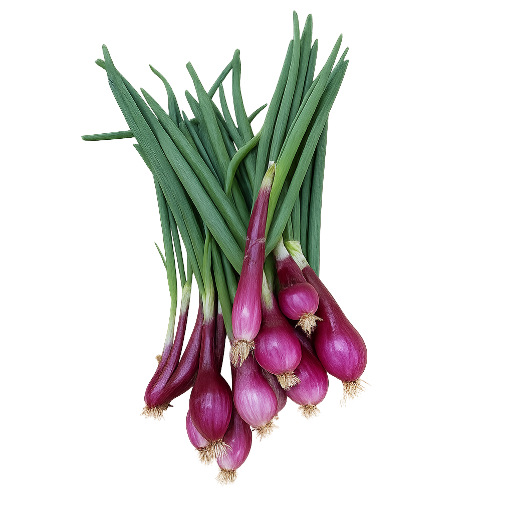 Zwiebel Tropea frisch