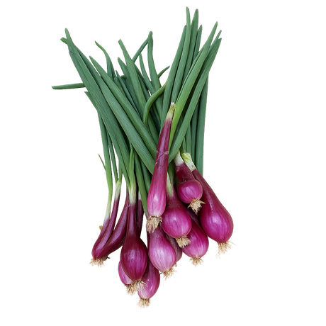 Zwiebel Tropea frisch