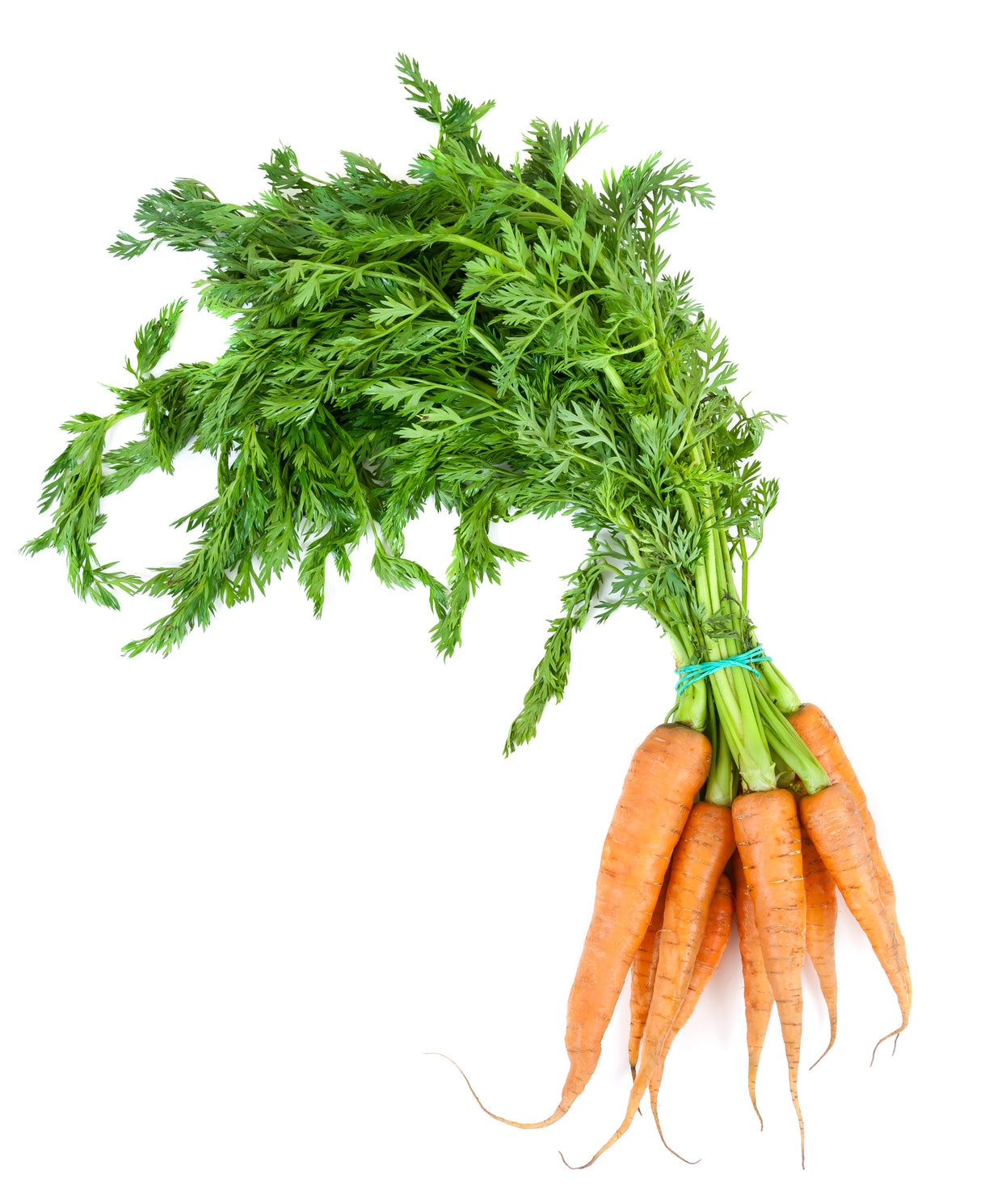 Bund Gourmet Karotten 