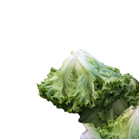 Salat Endivien