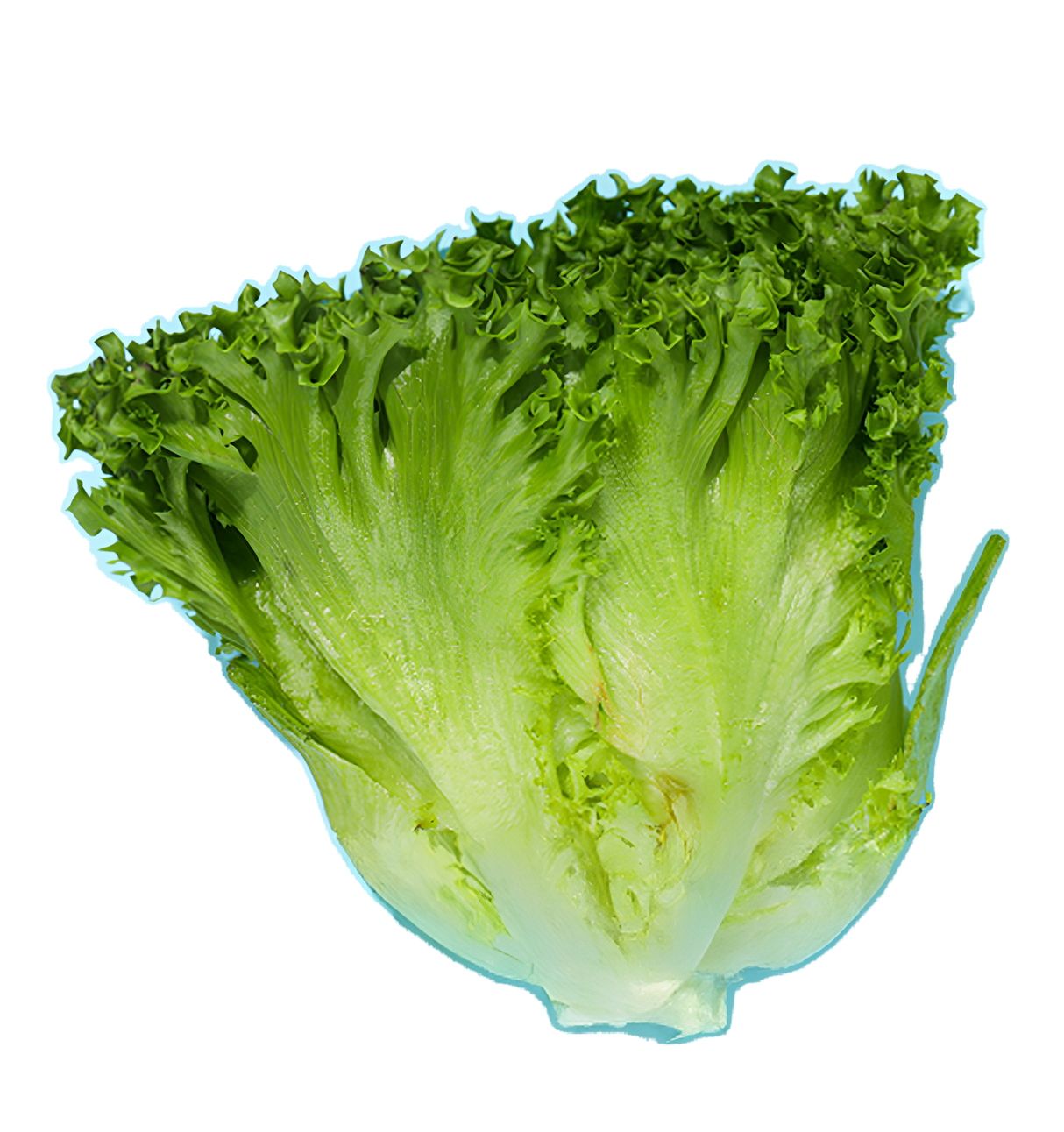 Salat Endivien