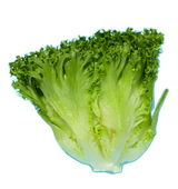 Salat Endivien