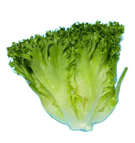 Salat Endivien
