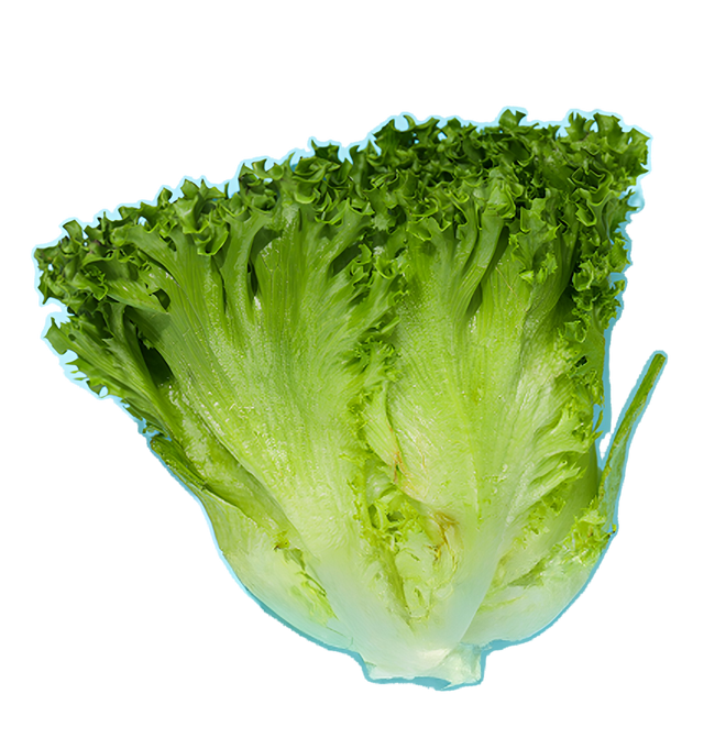 Salat Endivien