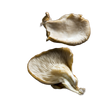Pilze Austernkappen