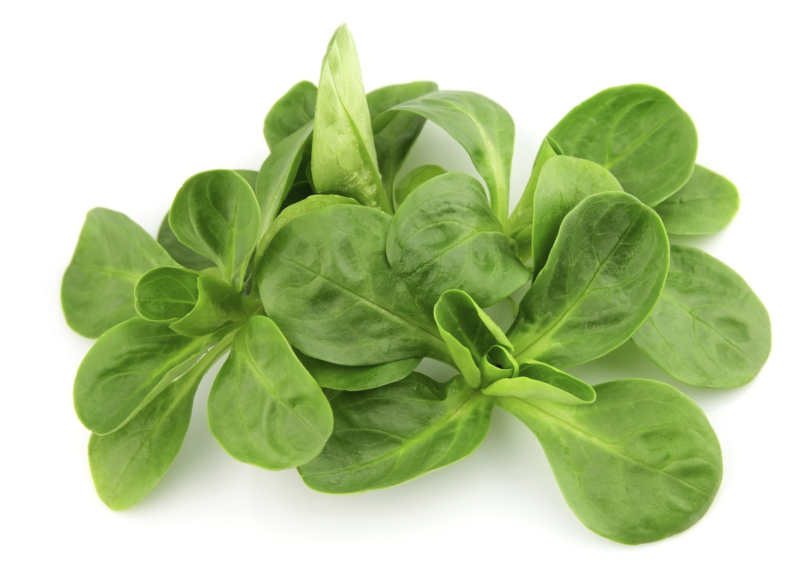 Feldsalat online kaufen – frisch & zart