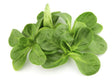 Feldsalat frisch