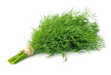 Dill Bund frisch