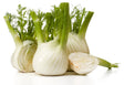 Frische Fenchelknolle 