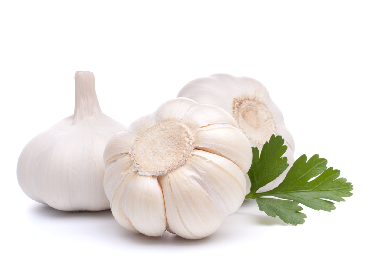 Knoblauch Qualität 