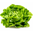 knackiger-Kopfsalat-frisch