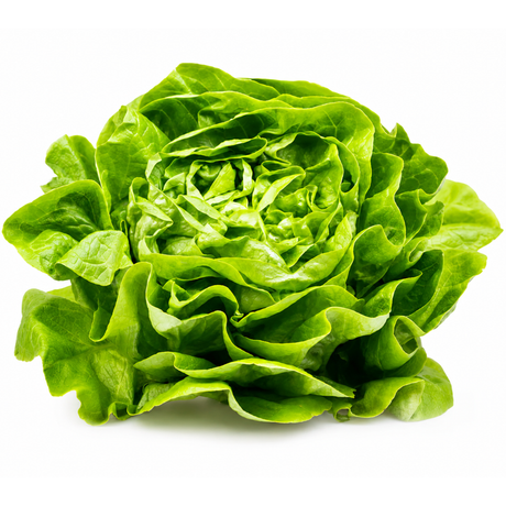 knackiger-Kopfsalat-frisch