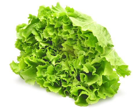 Ackersalat frisch