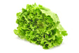 Salat Kopf 