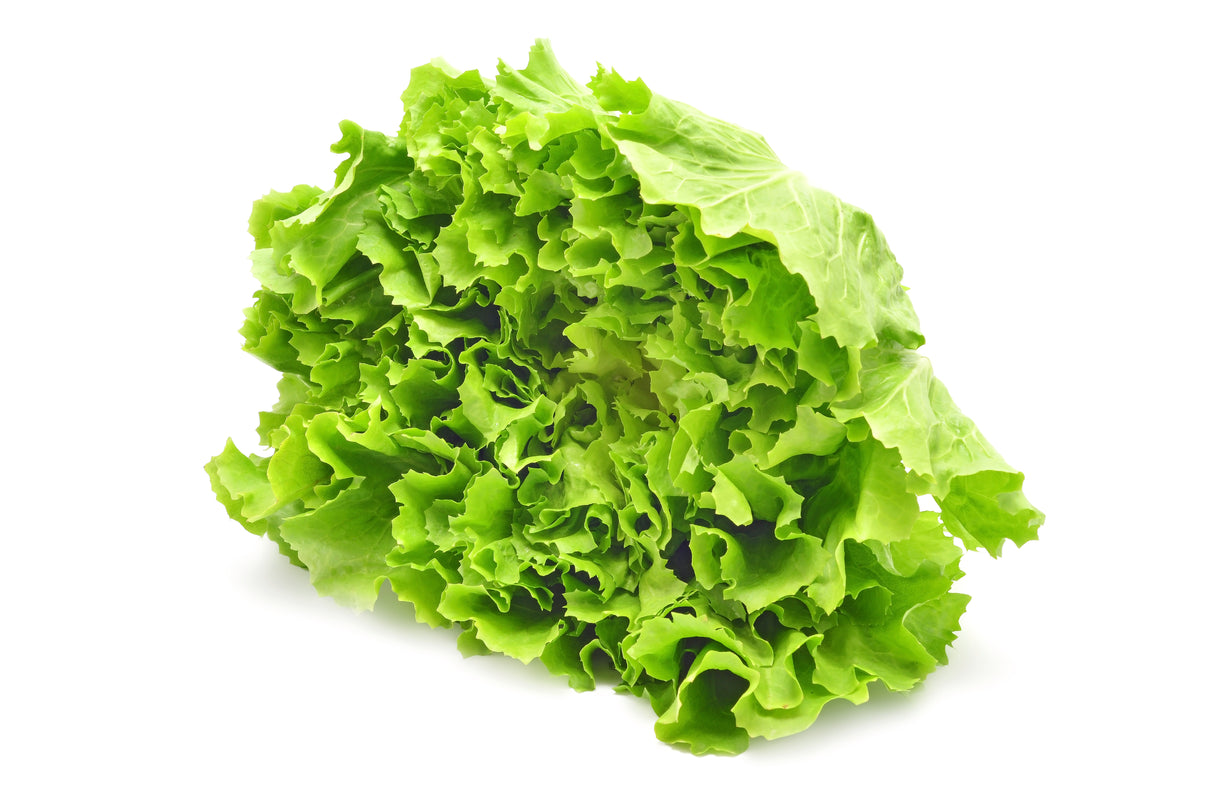 Salat Kopf 