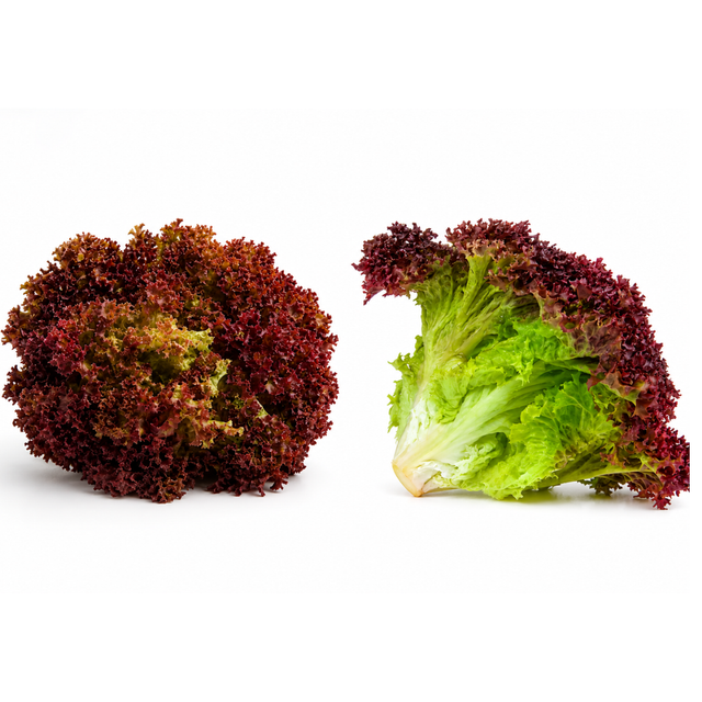 Lollo-Rosso-knackig-frisch