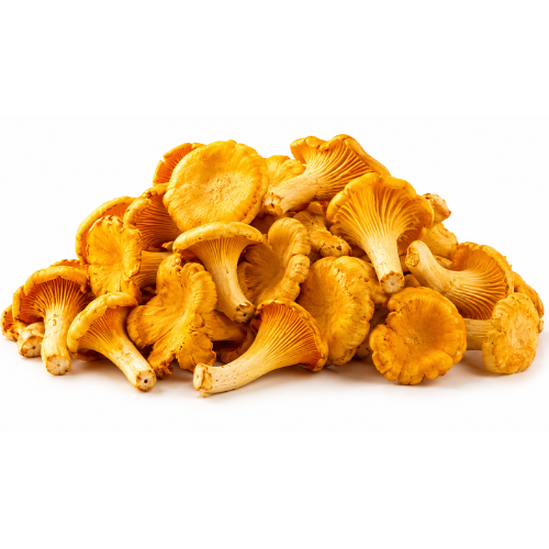 frische Pfifferlinge direkt aus dem Wald