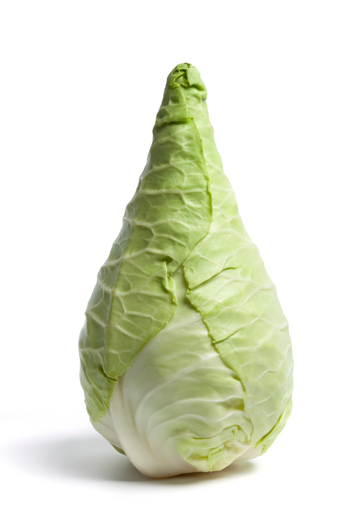 Spitzkraut ganz frisch 
